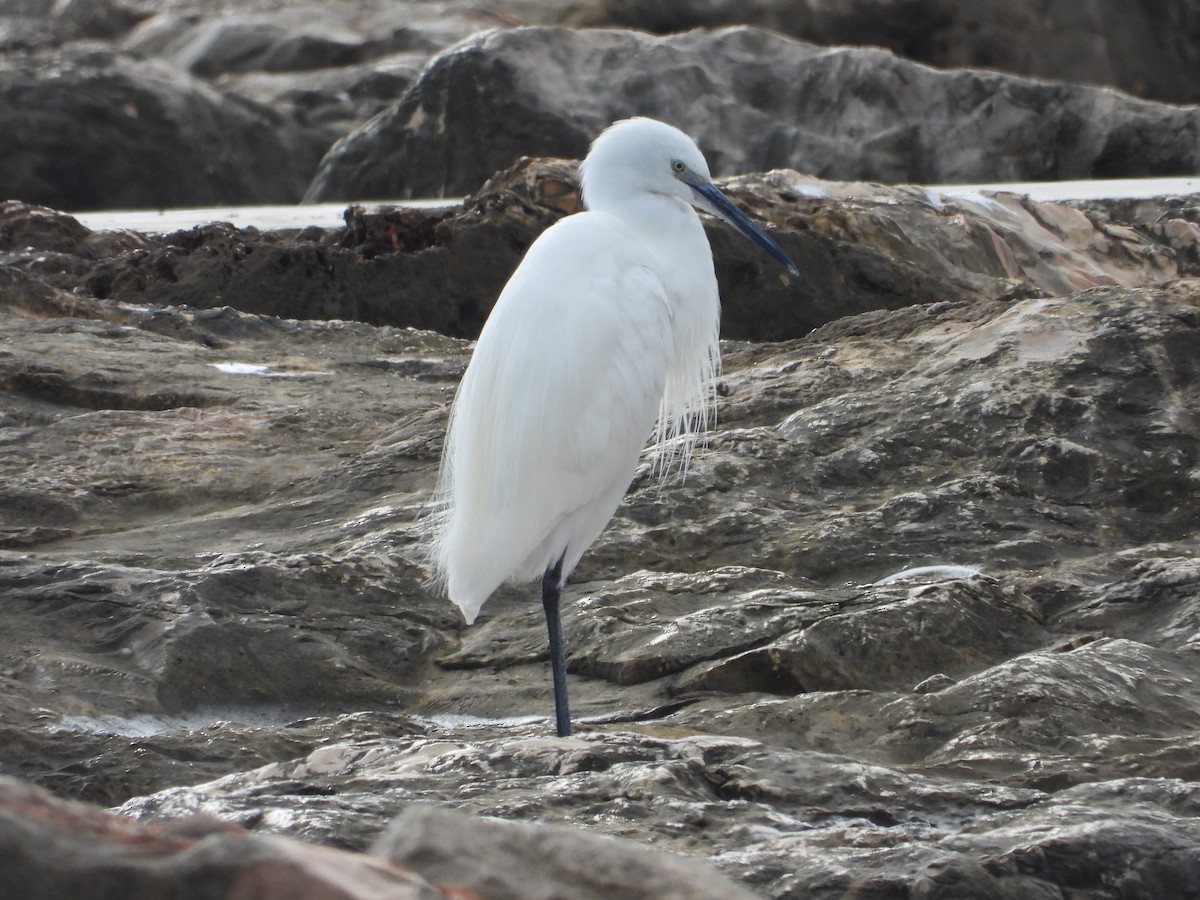 小白鷺 - ML646842072