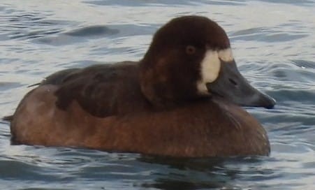 Greater Scaup - ML646842073