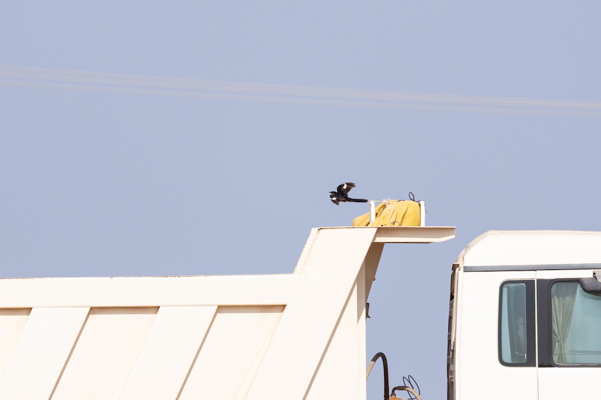 Pied Cuckoo - ML646842075