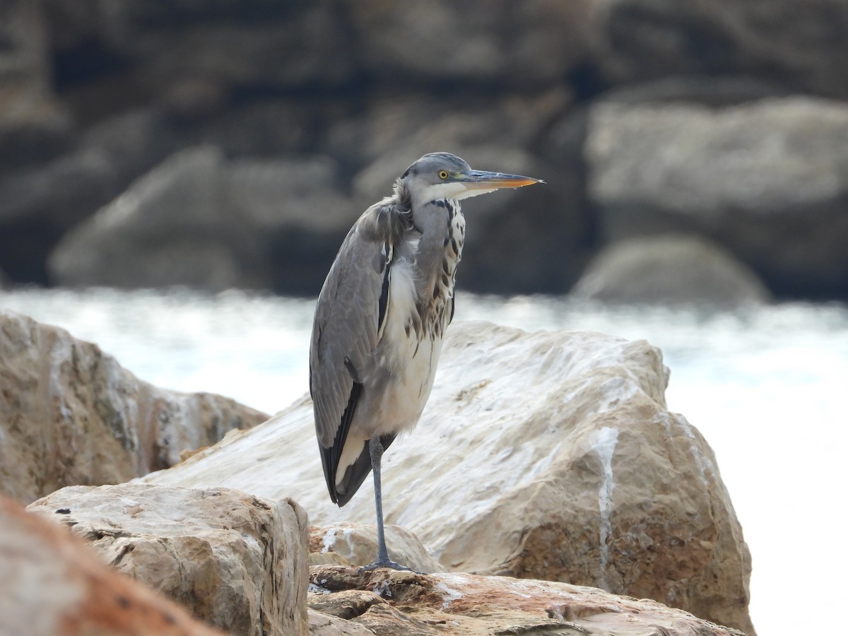 蒼鷺 - ML646842078