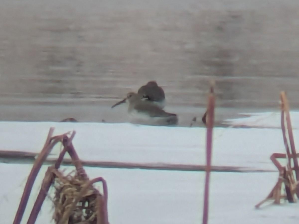 Dunlin - ML646842079