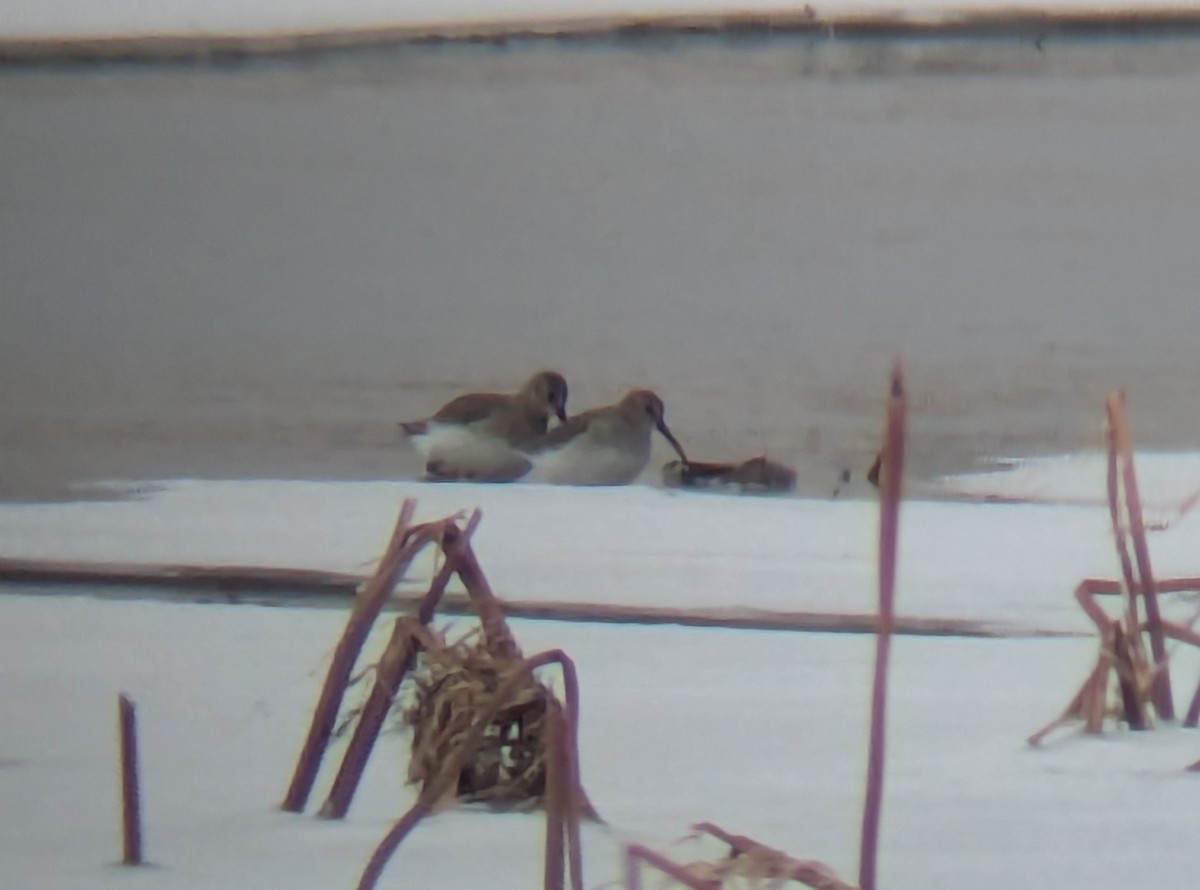 Dunlin - ML646842080