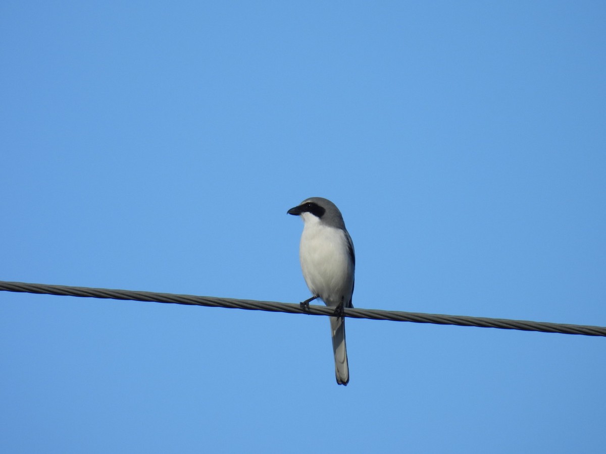 Loggerhead Shrike - ML646842086
