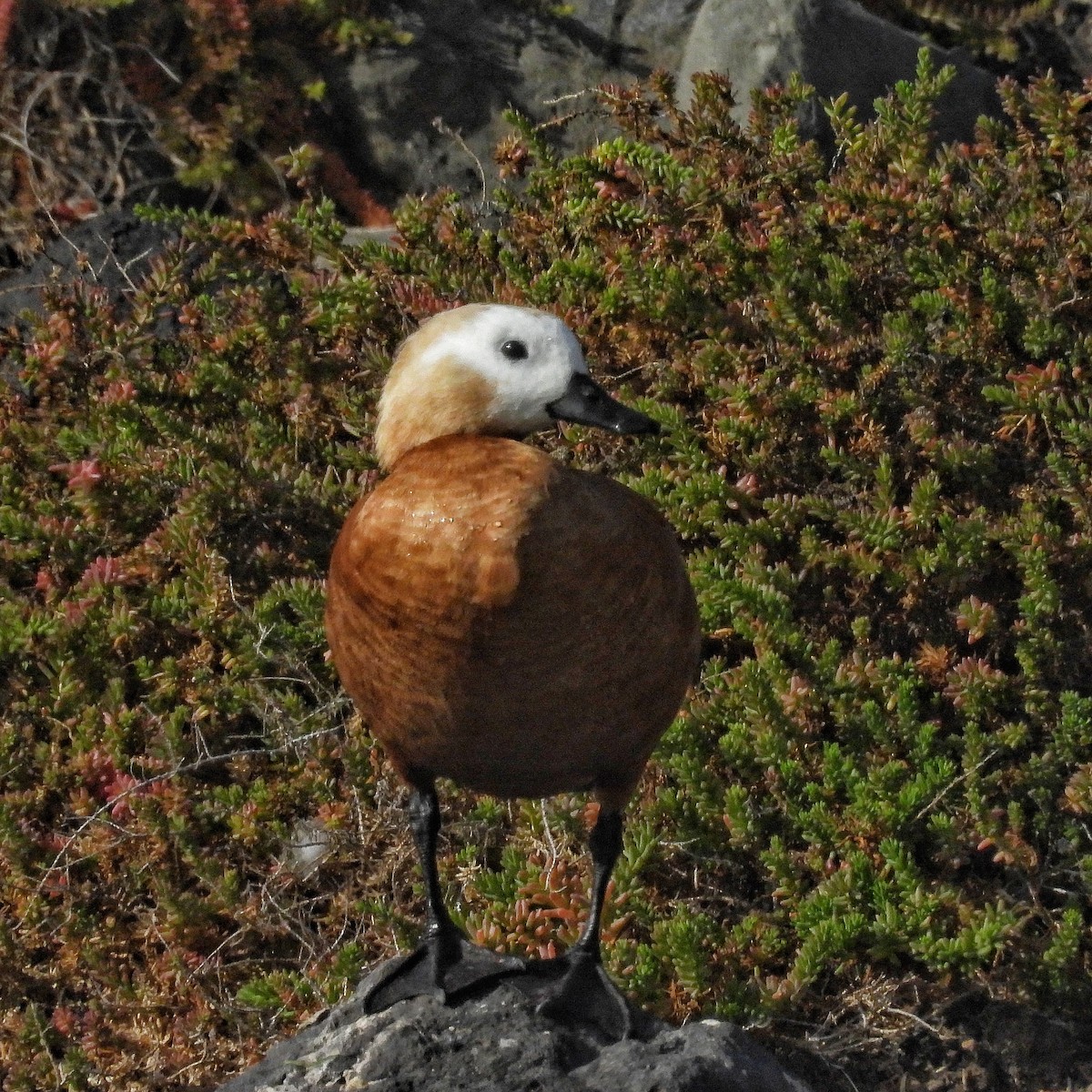 Ruddy Shelduck - ML646842087