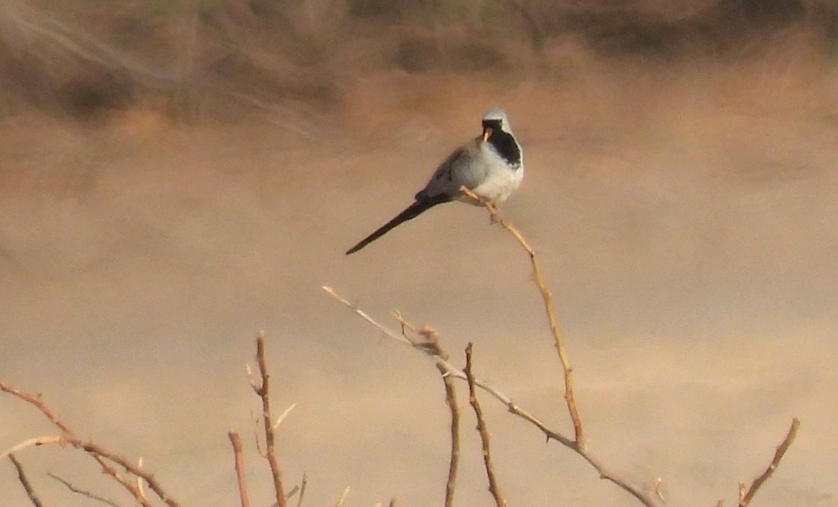 hrdlička kapská - ML646842088