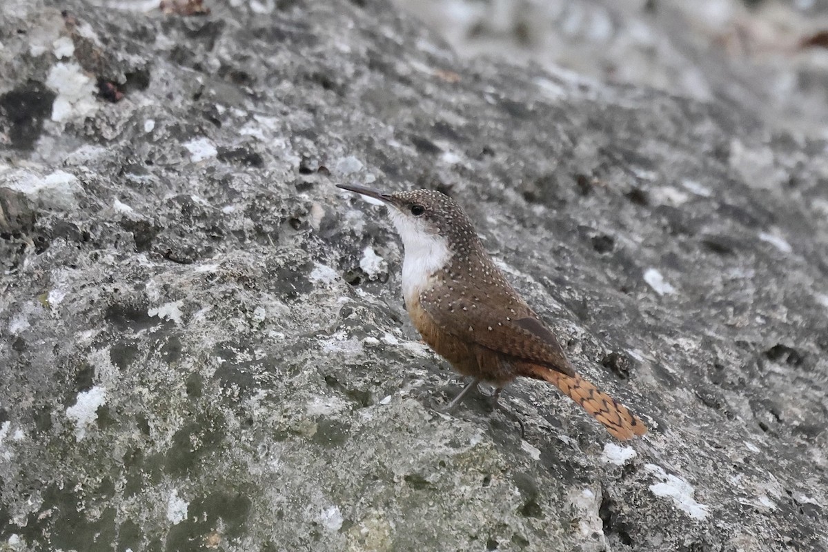 Canyon Wren - ML646842089