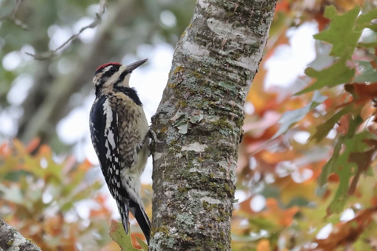 Yellow-bellied Sapsucker - ML646842091