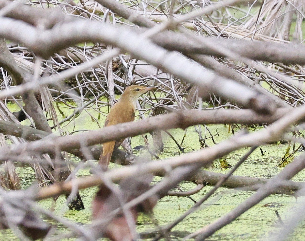 Oriental Reed Warbler - ML646842092