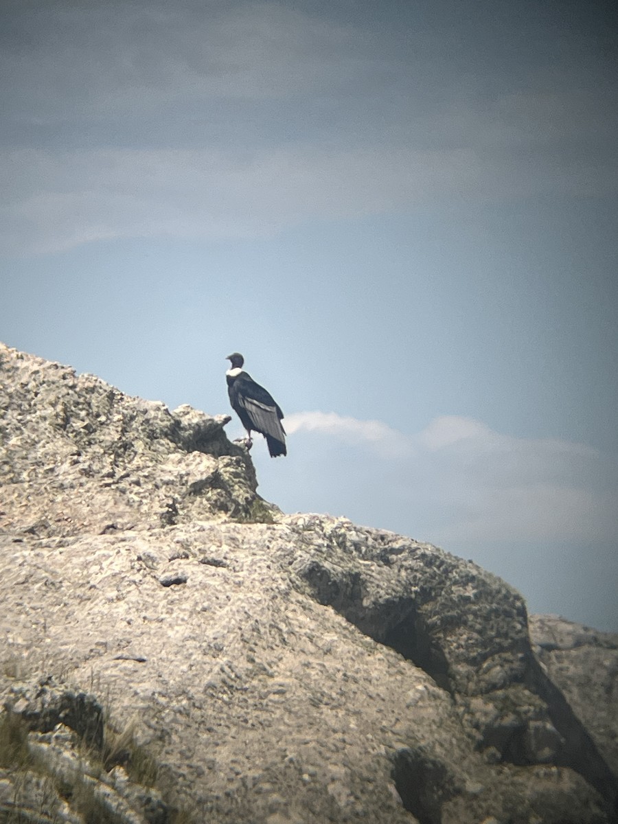 コンドル - ML646842093