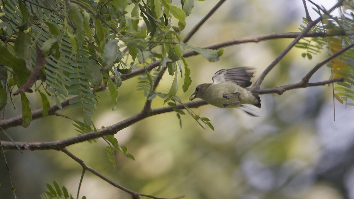 Nilgiri Flowerpecker - ML646842098