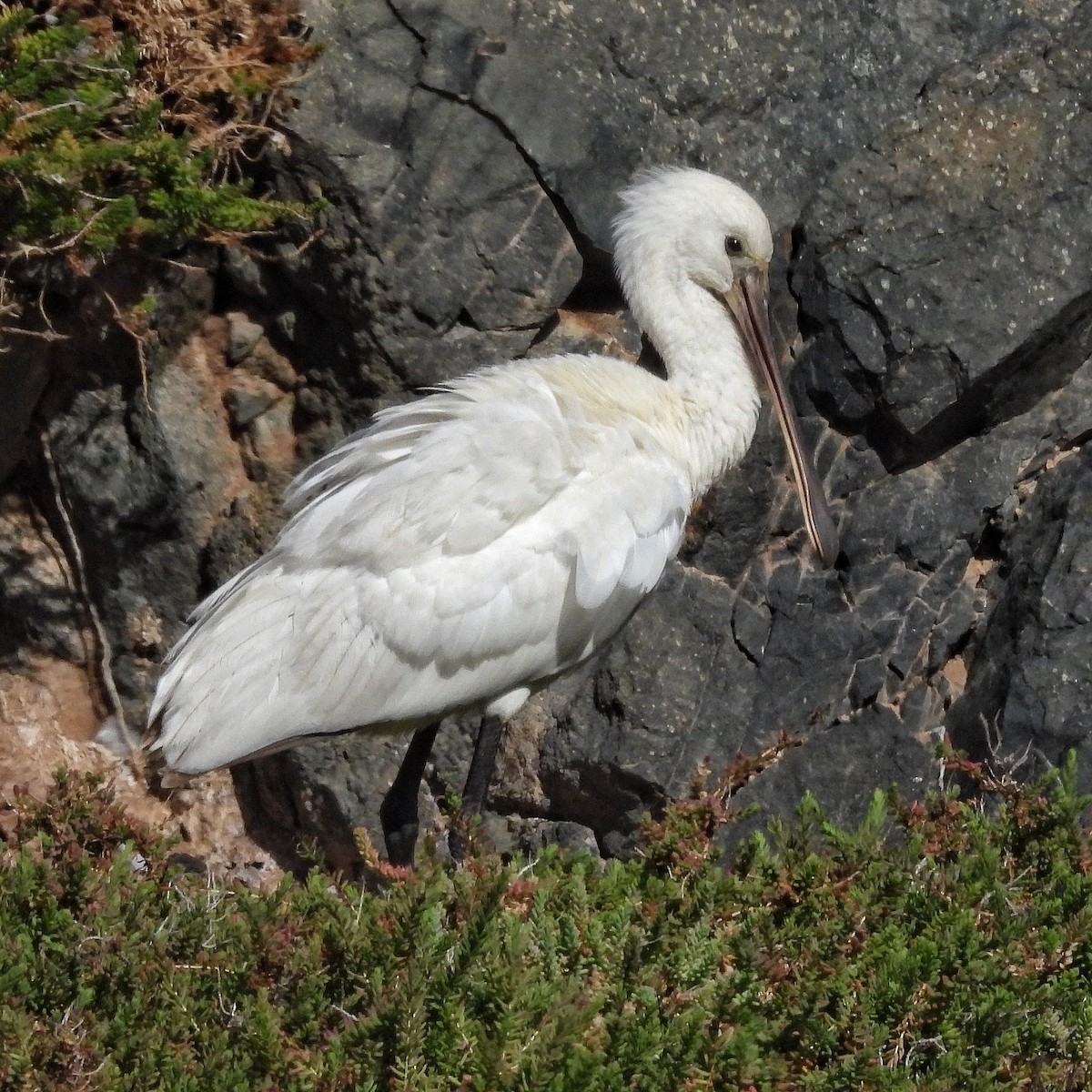 Eurasian Spoonbill - ML646842099