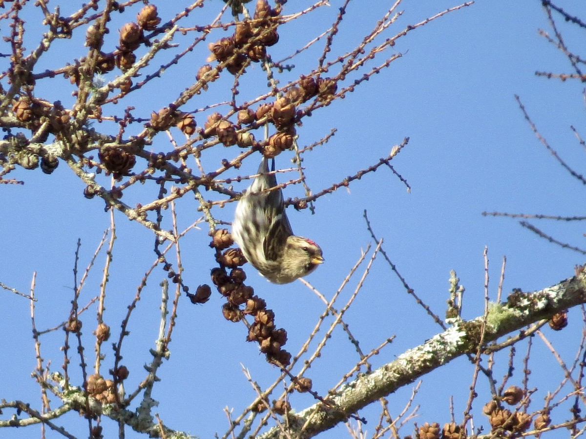 Redpoll (Common) - ML646842100