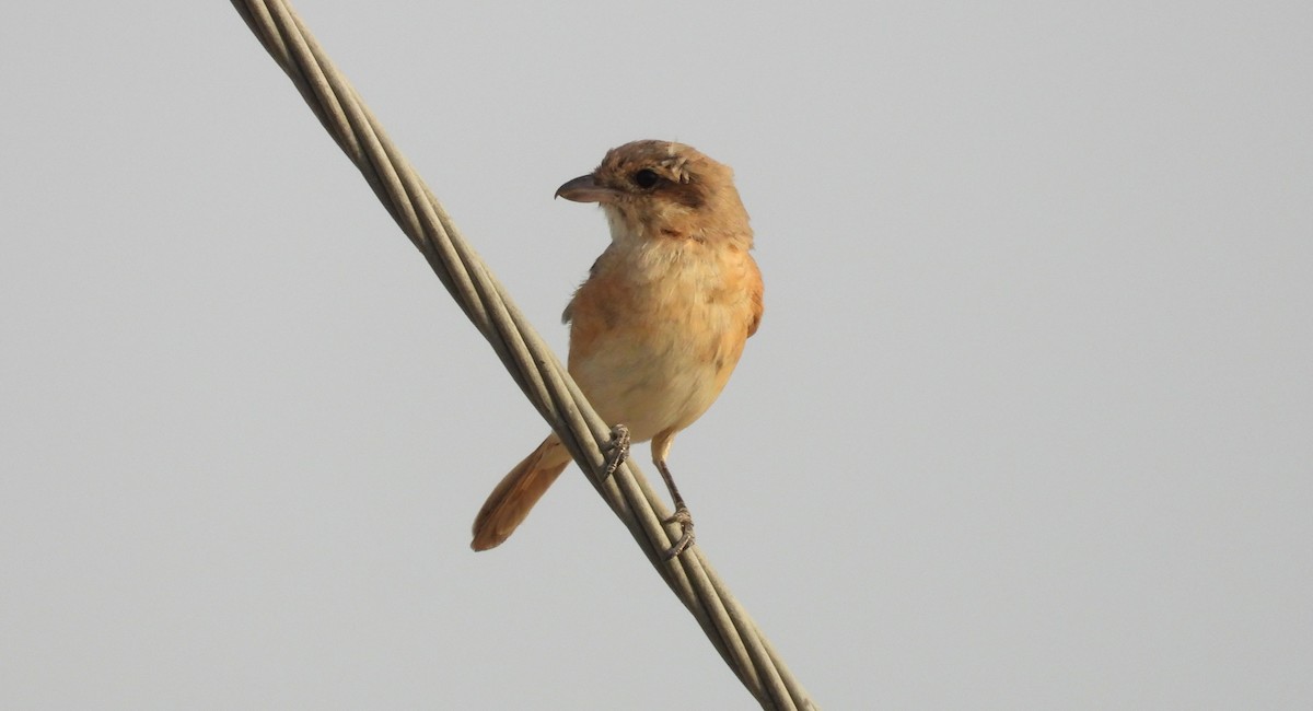 Isabellwürger - ML646842101