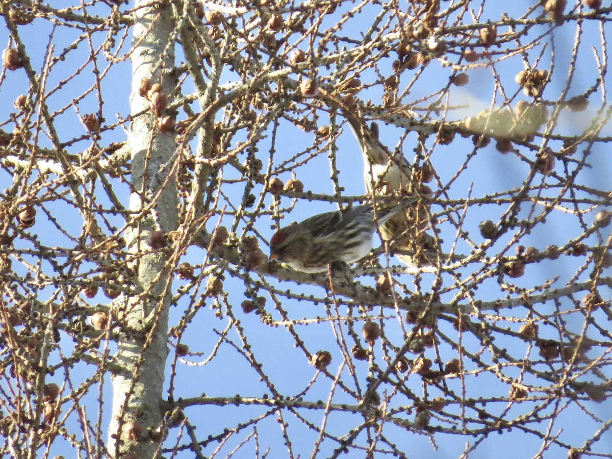 Redpoll (Common) - ML646842102
