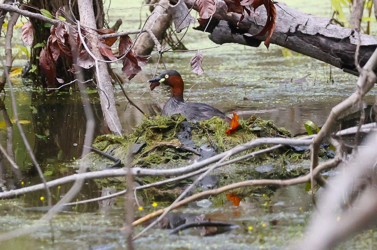 potápka malá - ML646842107