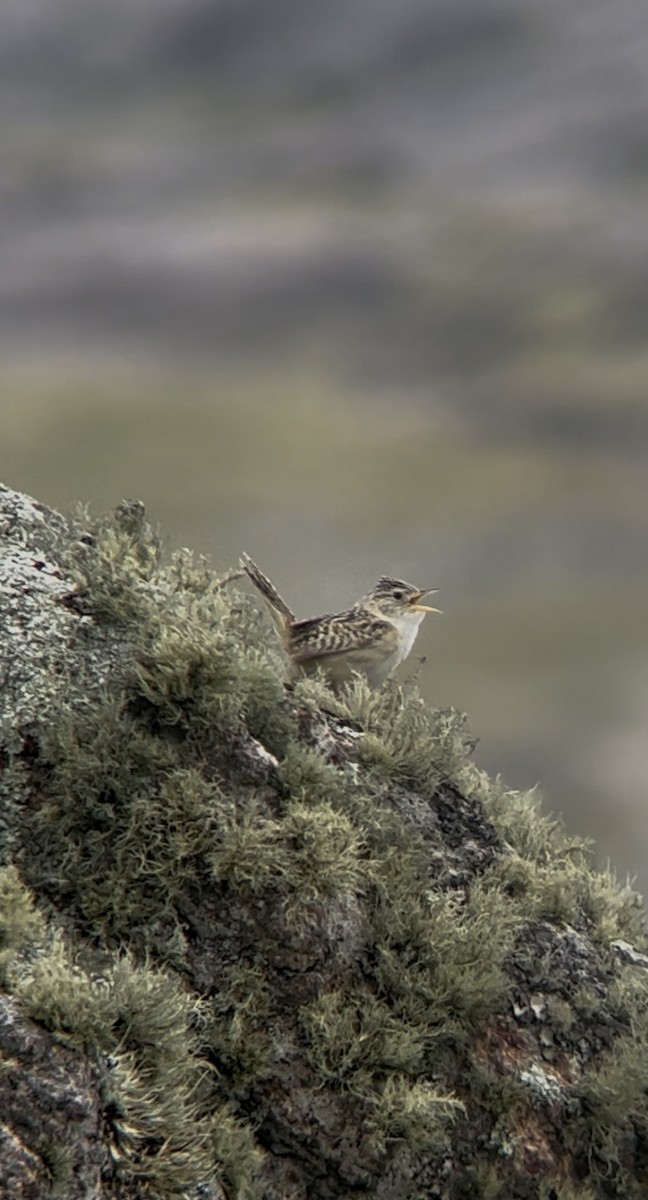 Grass Wren - ML646842108