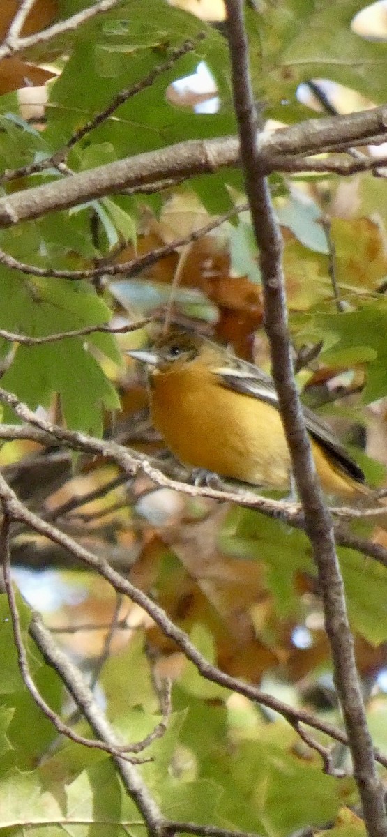 trupiál baltimorský - ML646842109