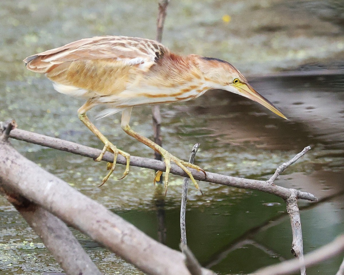 bukáček žlutonohý - ML646842113