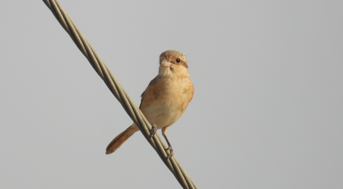 Isabellwürger - ML646842114