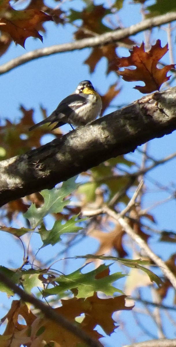 lesňáček zlatohrdlý - ML646842115