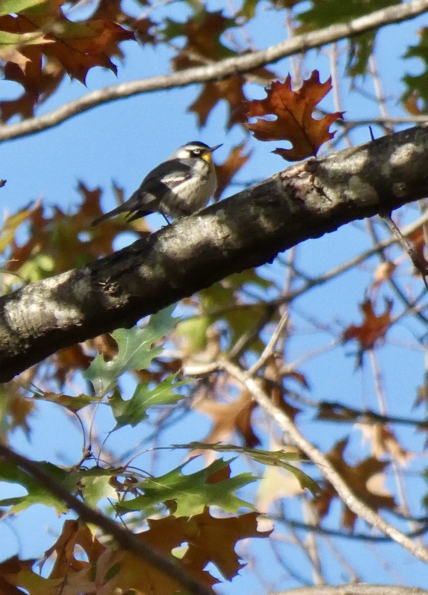 lesňáček zlatohrdlý - ML646842116