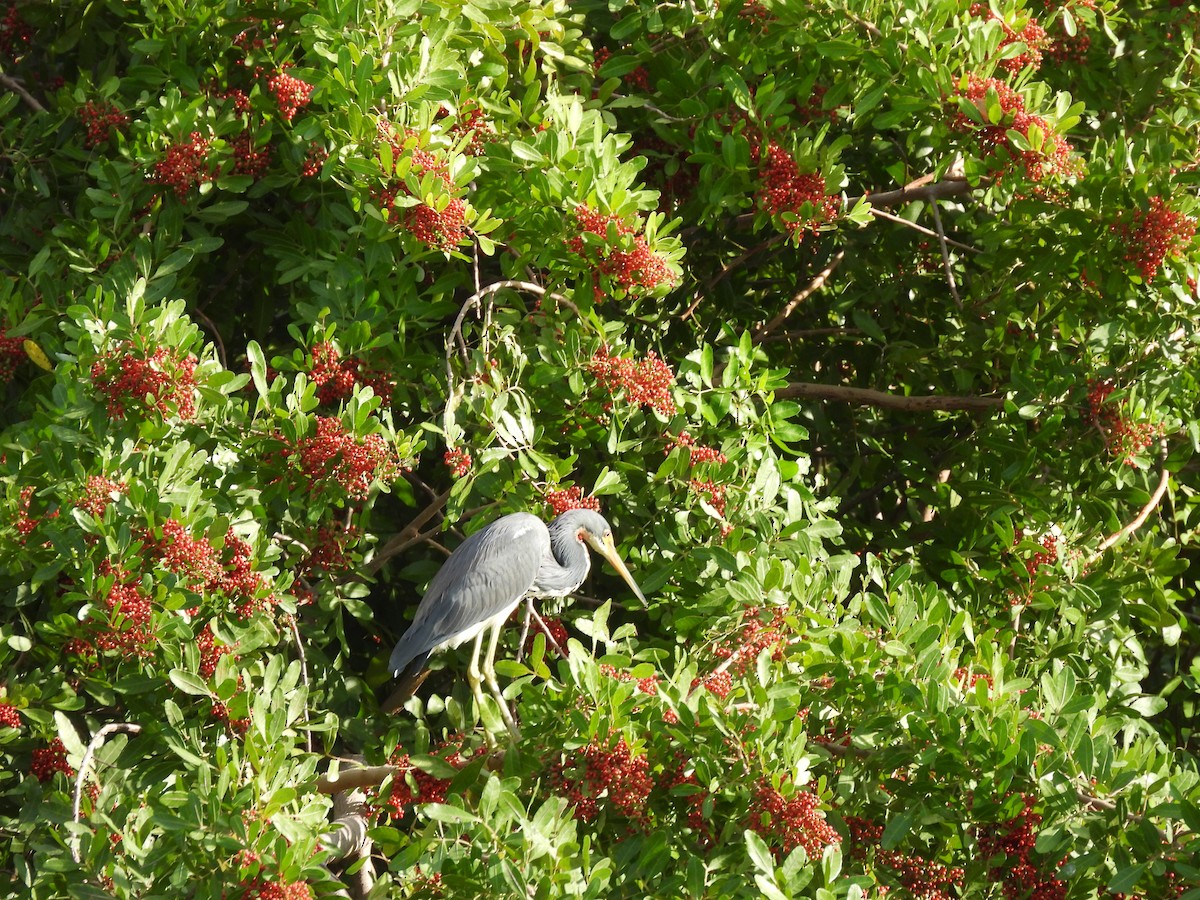 サンショクサギ - ML646842121