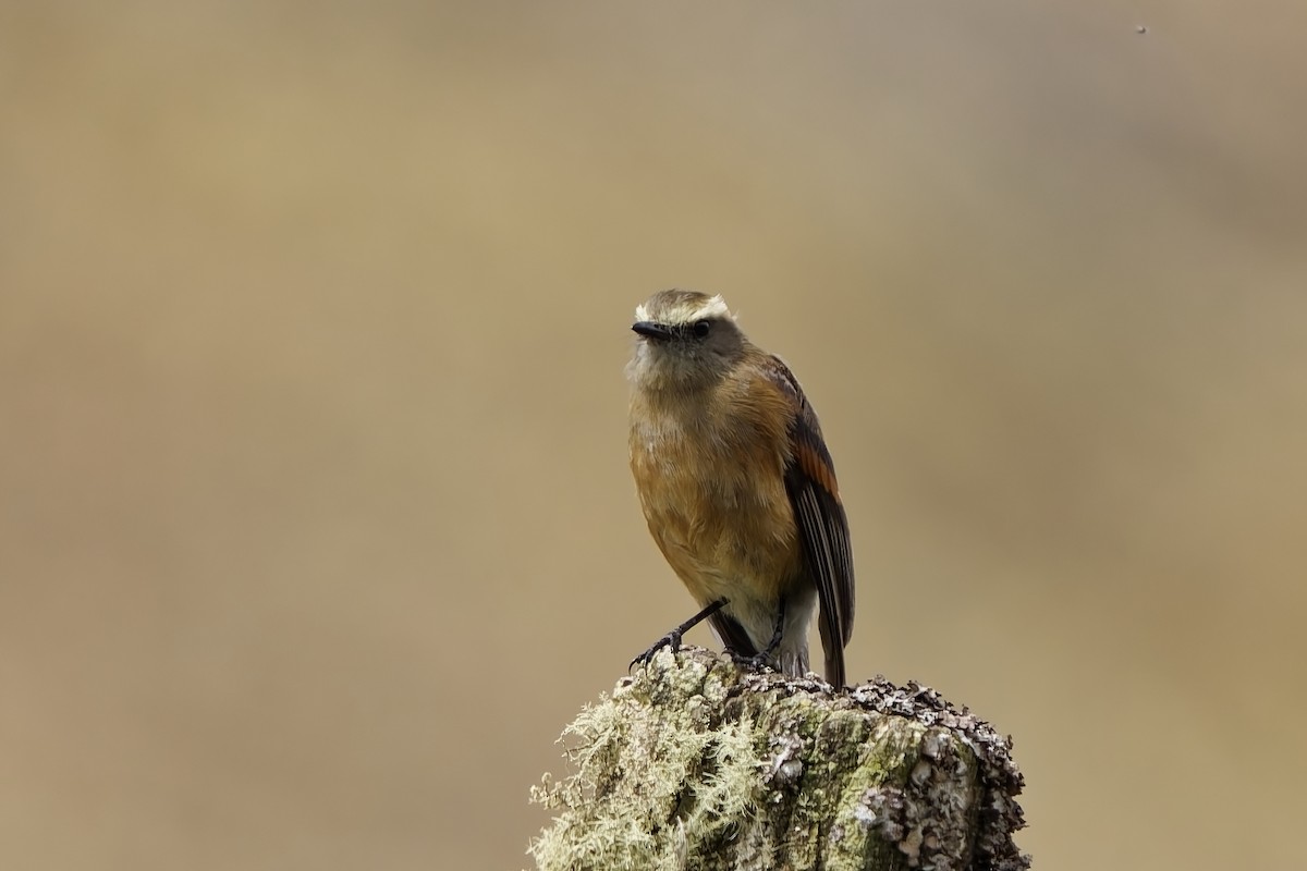 Brown-backed Chat-Tyrant - ML646842123