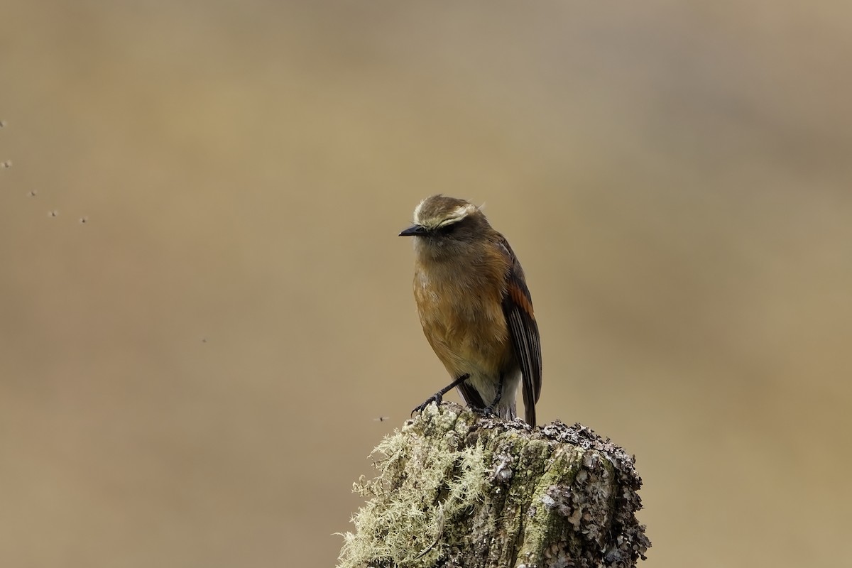 Brown-backed Chat-Tyrant - ML646842124