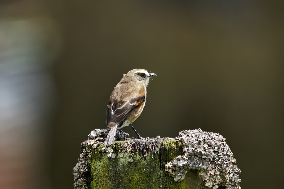 Brown-backed Chat-Tyrant - ML646842125