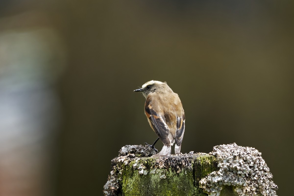 Brown-backed Chat-Tyrant - ML646842126