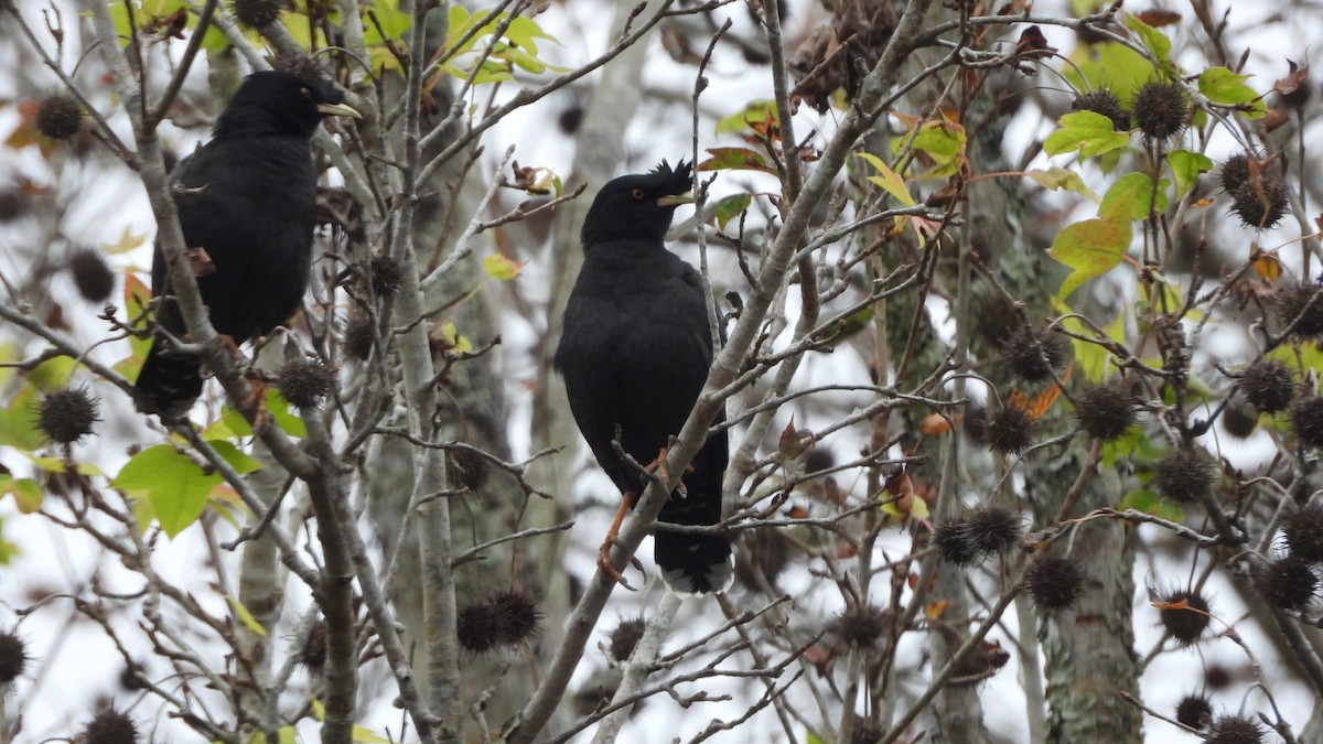 Тольт хар тодол - ML646842127