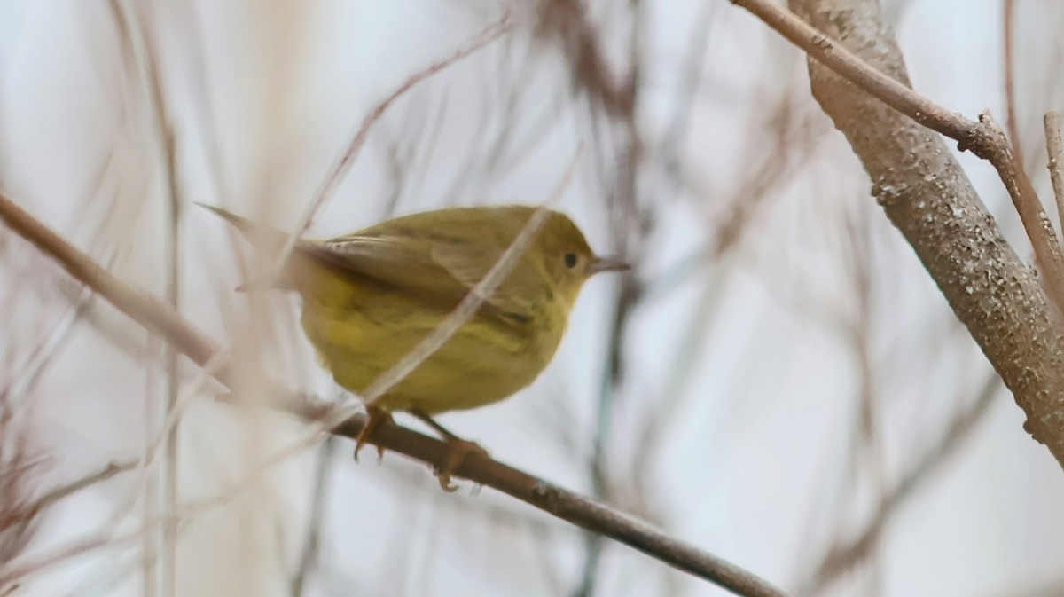 Northern Yellow Warbler - ML646842129