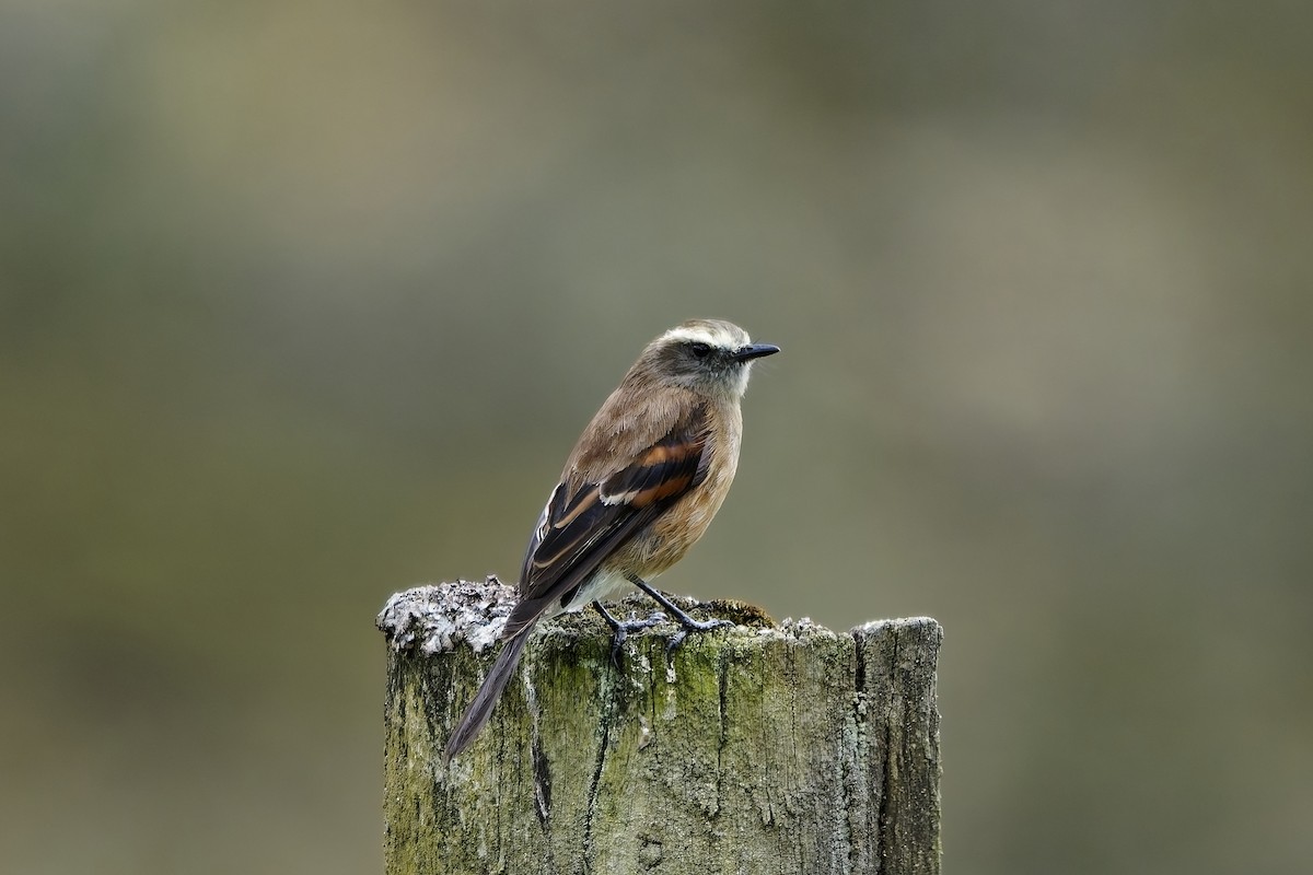 Brown-backed Chat-Tyrant - ML646842130