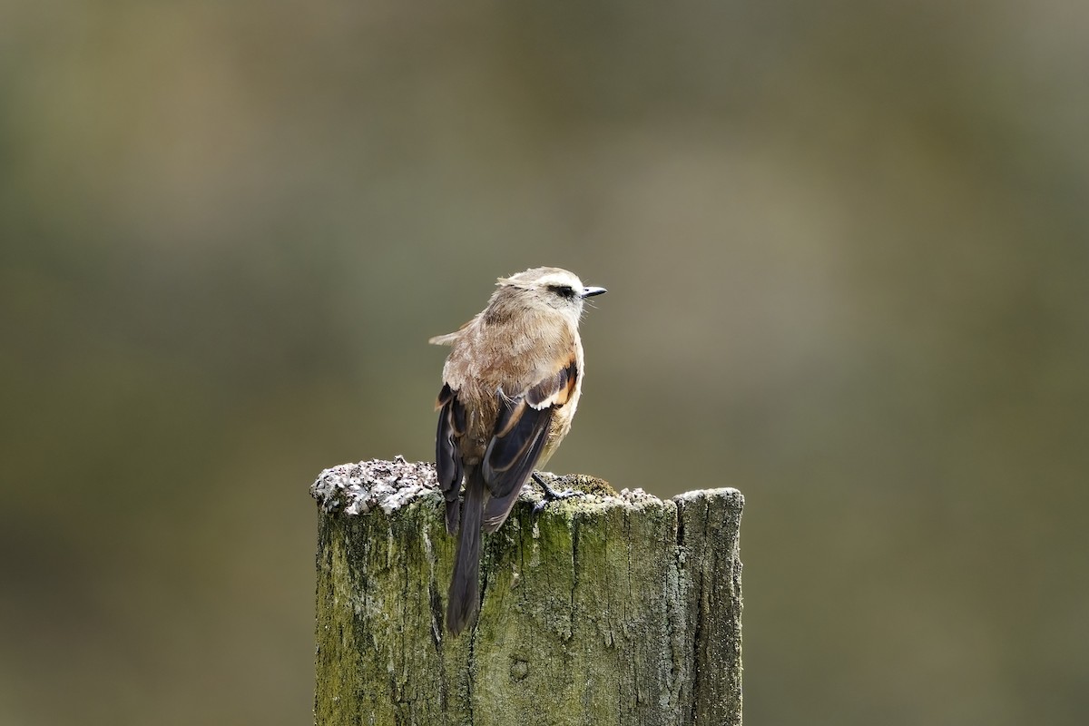 Brown-backed Chat-Tyrant - ML646842131