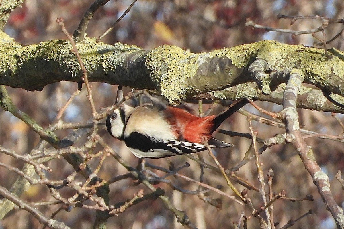 Great Spotted Woodpecker - ML646842132