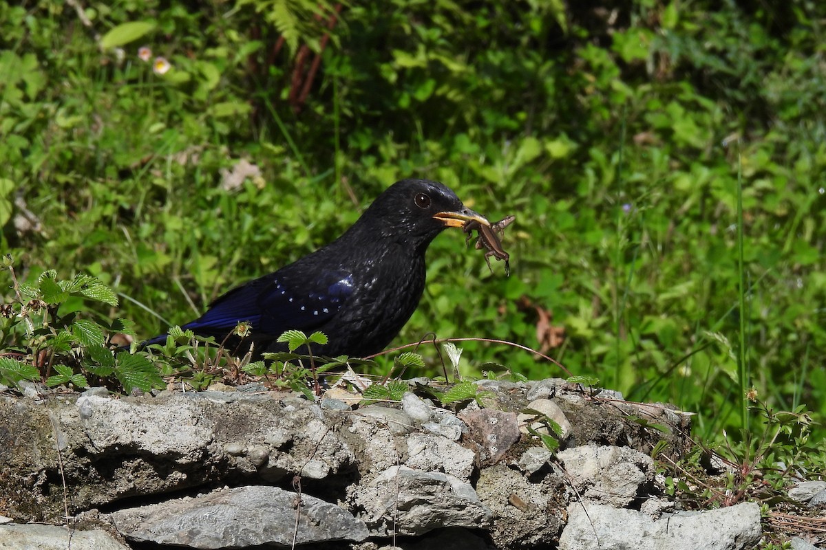 modravec siný - ML646842133