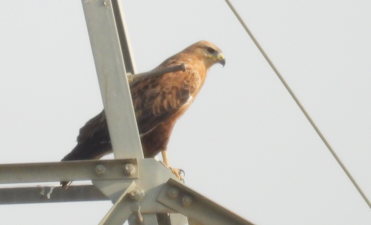 ørnvåk - ML646842135