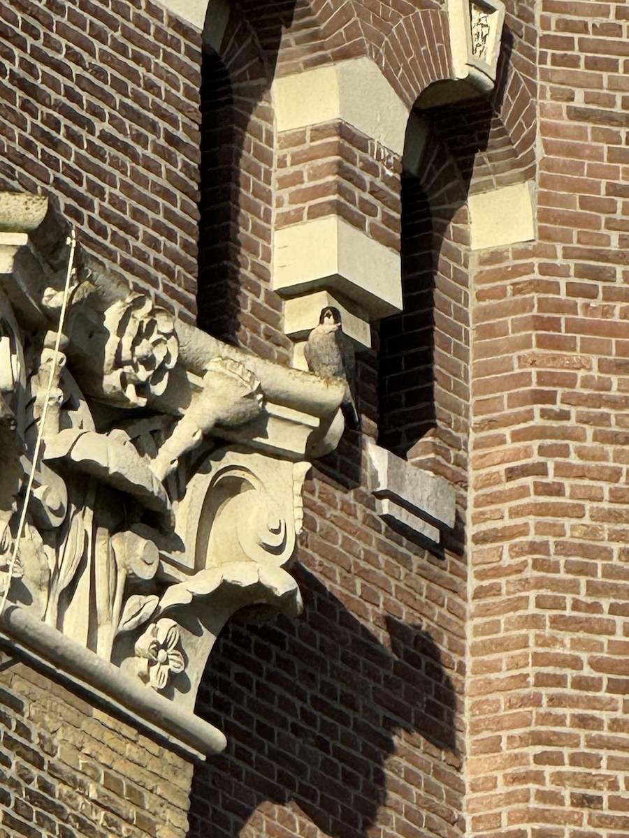 Peregrine Falcon - ML646842138