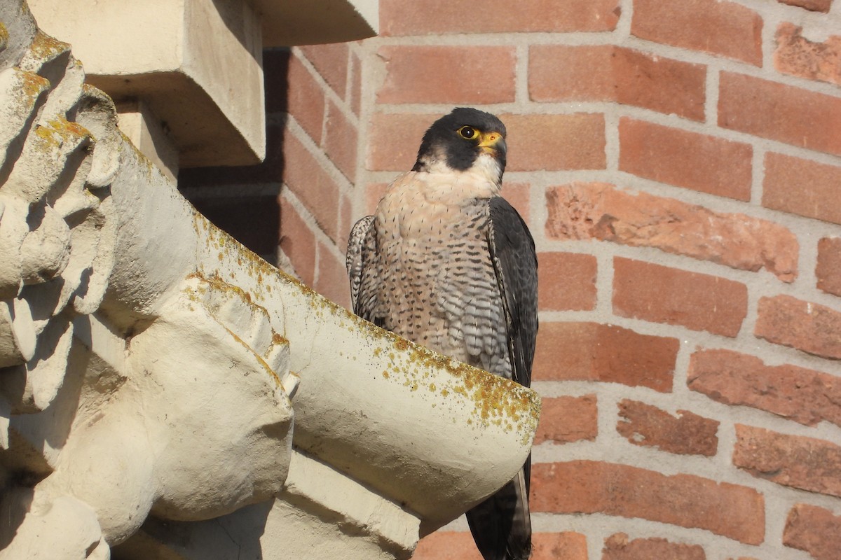Peregrine Falcon - ML646842139