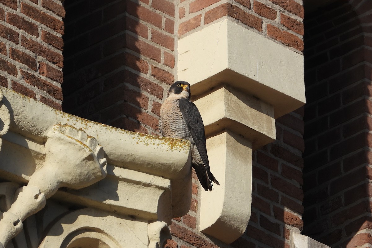 Peregrine Falcon - ML646842140