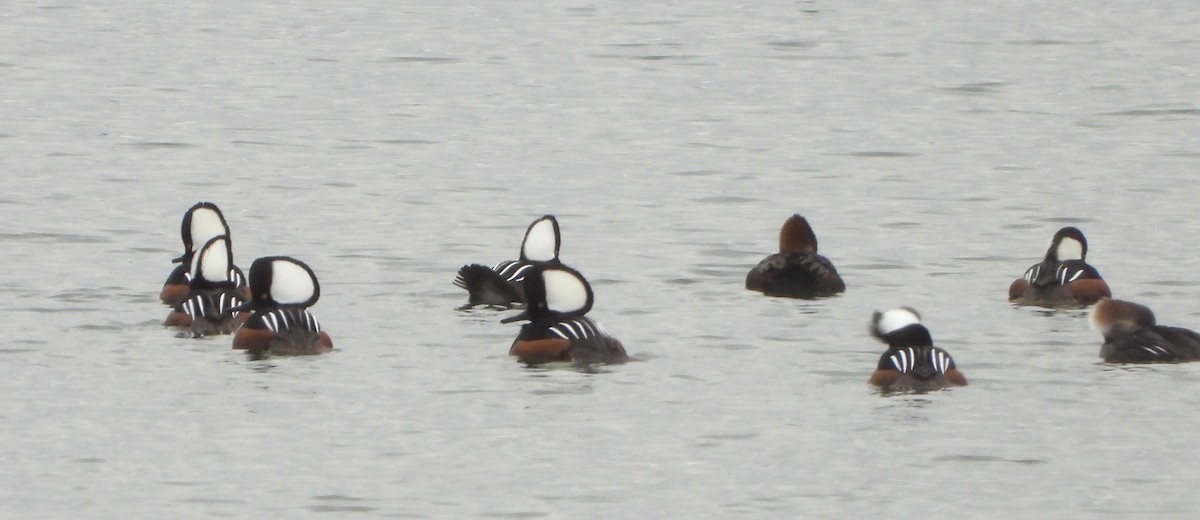 Hooded Merganser - ML646842141