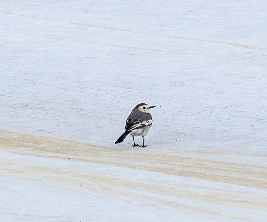 linerle - ML646842142