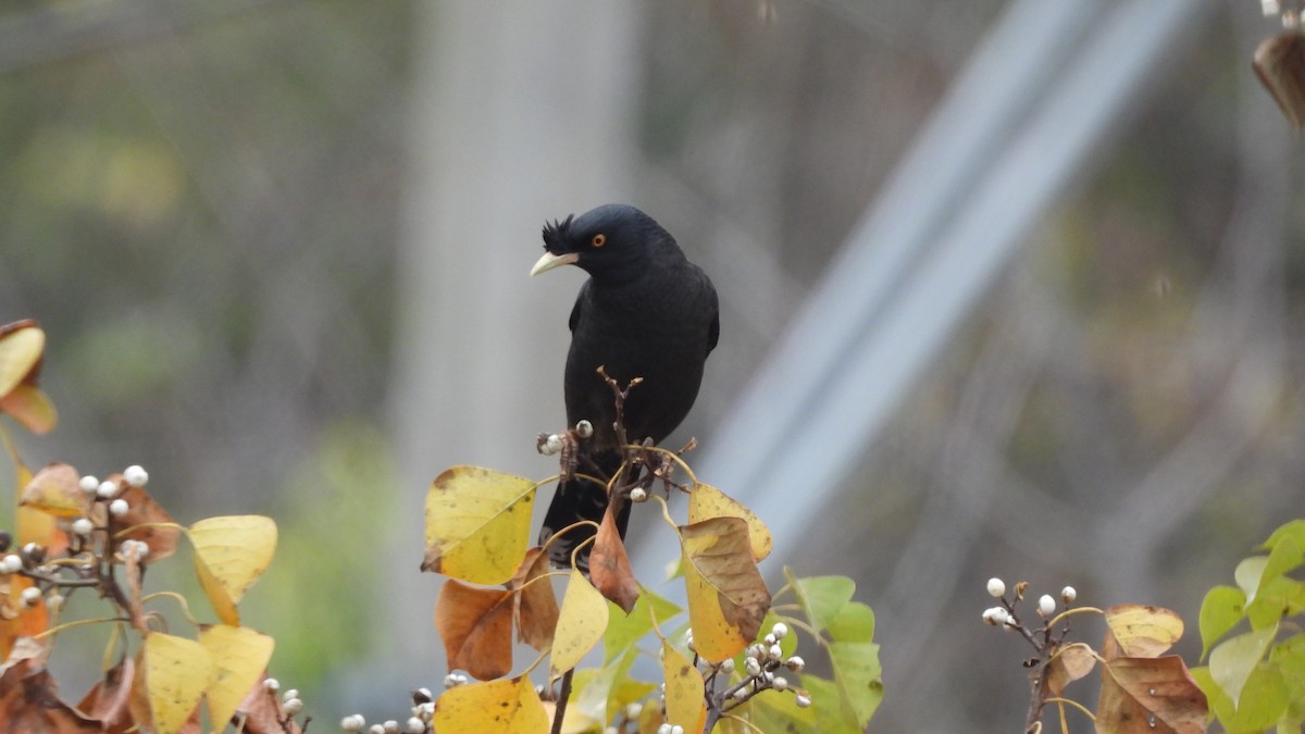 Тольт хар тодол - ML646842144