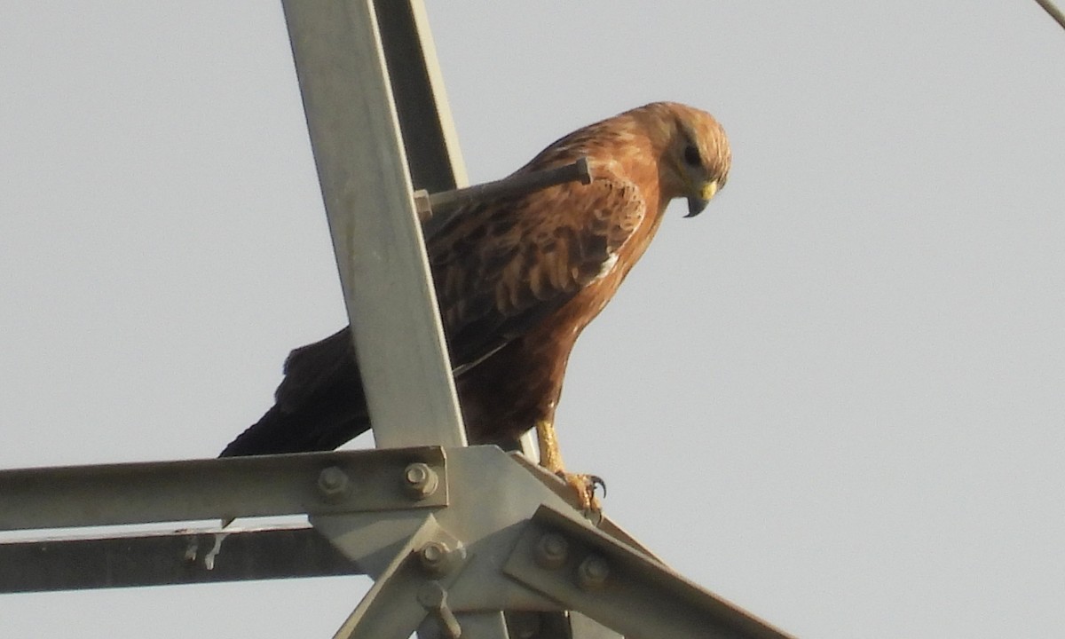 ørnvåk - ML646842145