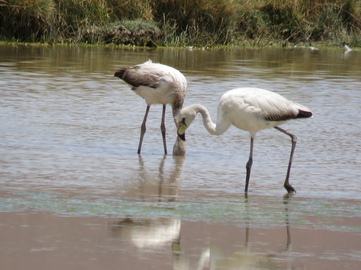 James's Flamingo - ML646842146
