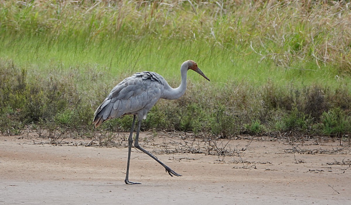 Brolga kurriloa - ML646842148