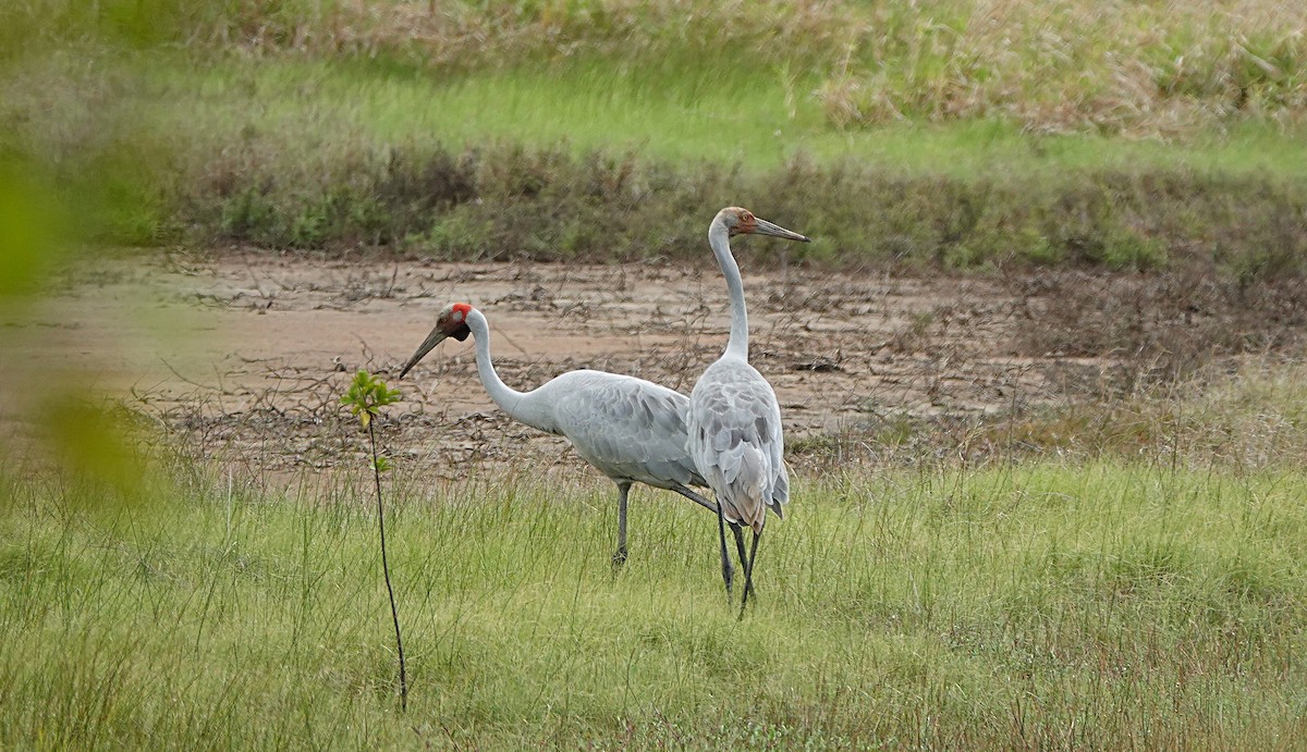 Brolga kurriloa - ML646842149