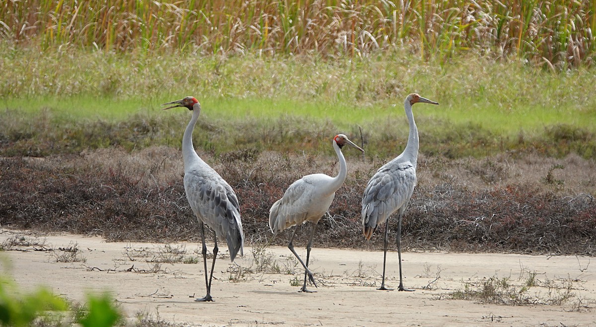 Brolga kurriloa - ML646842150