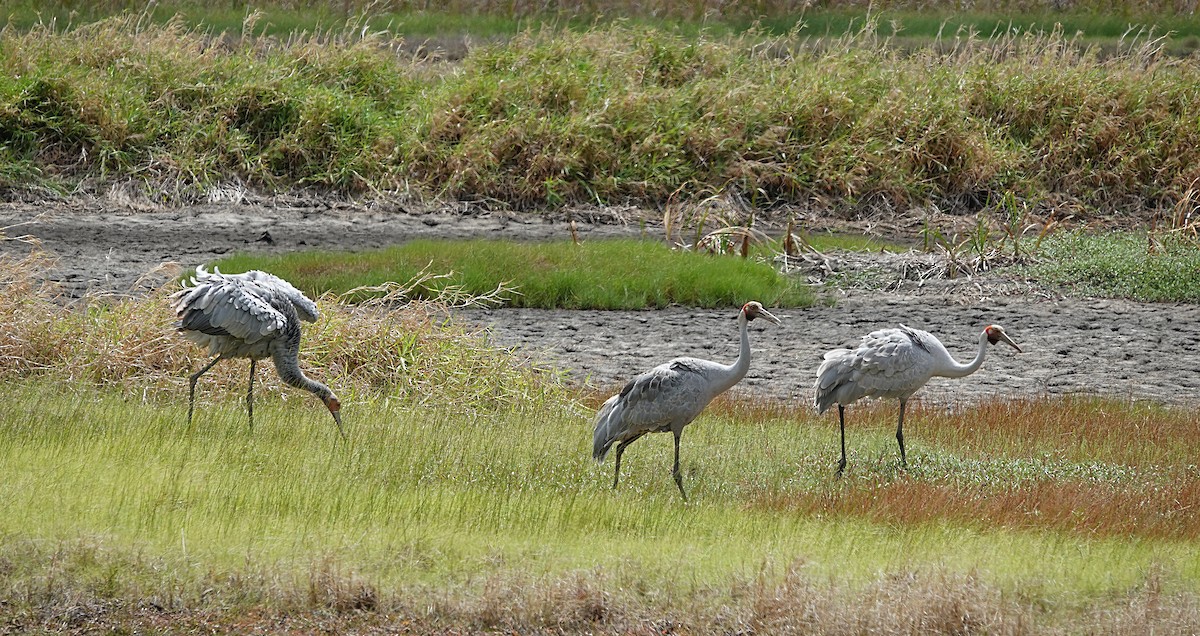 Brolga kurriloa - ML646842151