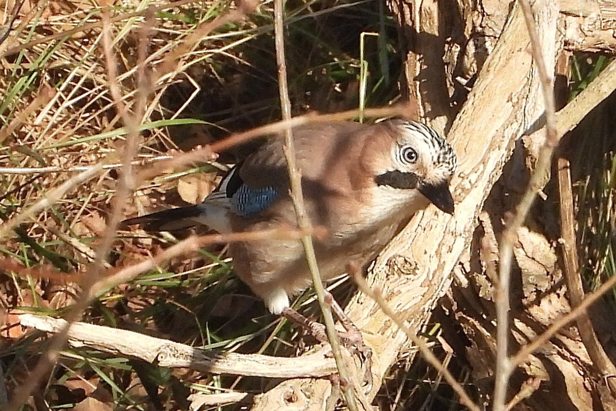 Eurasian Jay - ML646842152
